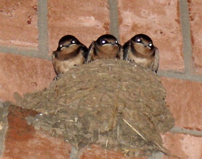 babybirds.jpg