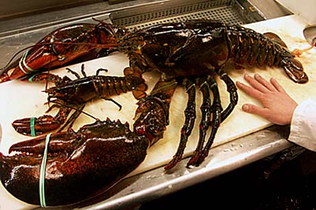 big_lobster.jpg