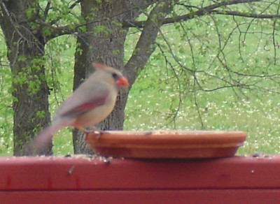 female_cardinal.jpg