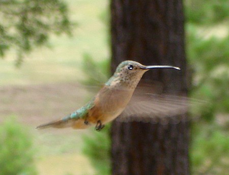 hummingbird.jpg