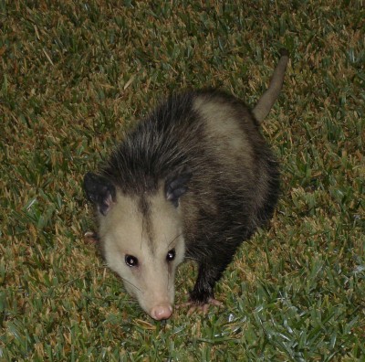 http://www.aphids.com/stan/blog/images/possum.jpg