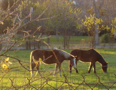 sunset_horses.jpg