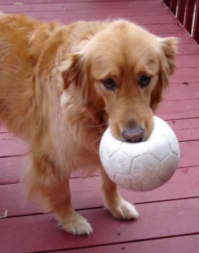 Xena with her flat ball